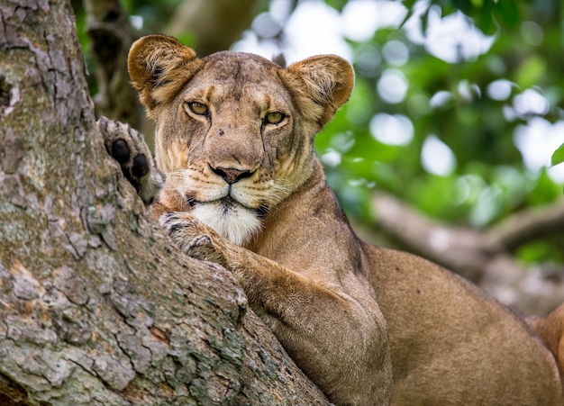 Leona está acostada en un árbol grande