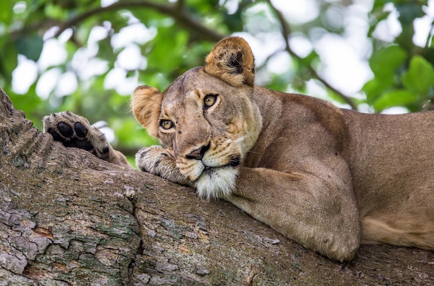 Leona está acostada en un árbol grande