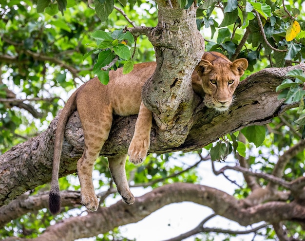 Leona está acostada en un árbol grande