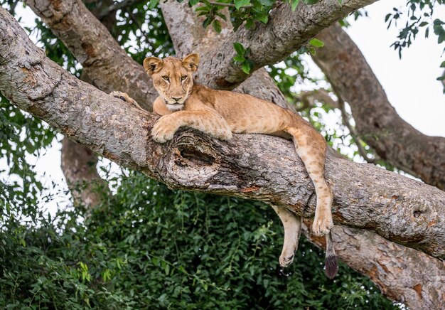 Leona está acostada en un árbol grande