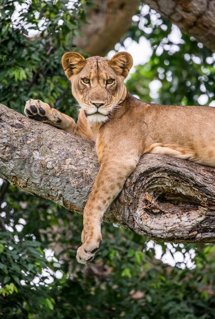 Leona está acostada en un árbol grande