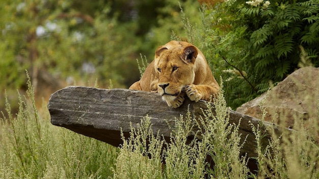 una leona está descansando en un tronco en la hierba