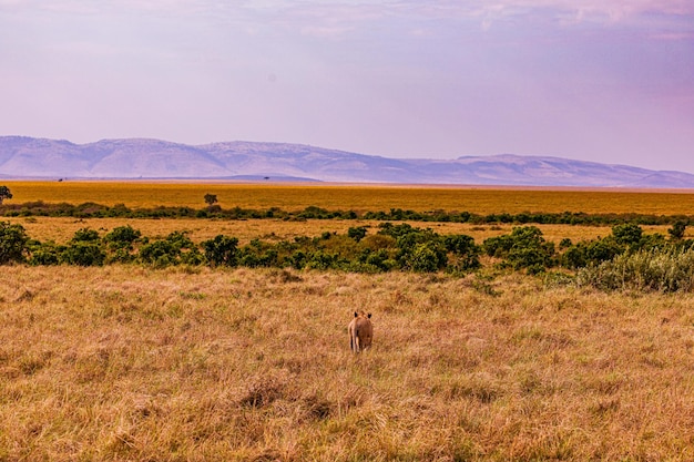 Leona Gato Salvaje Animales silvestres Sabana Praderas Salvaje Parque Nacional Maasai Mara Kenia