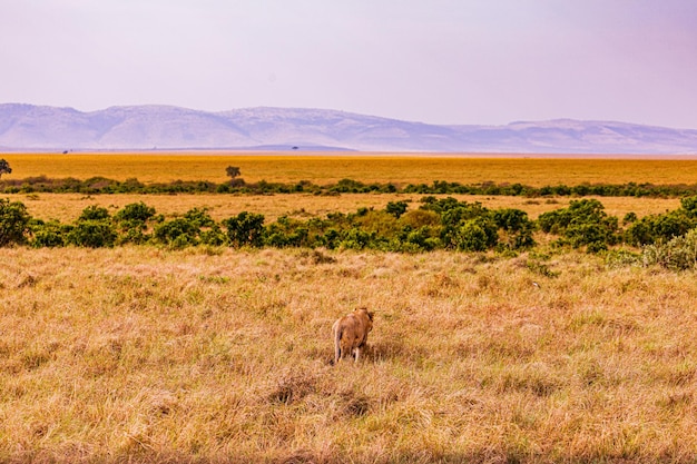 Leona Gato Salvaje Animales silvestres Sabana Praderas Salvaje Parque Nacional Maasai Mara Kenia
