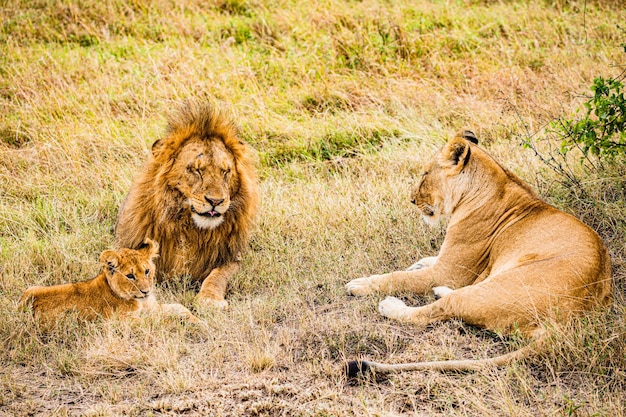 Foto leona gato salvaje animales silvestres sabana praderas salvaje parque nacional maasai mara kenia