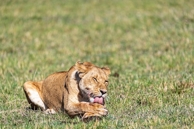 Leona limpiando las patas después de la comida