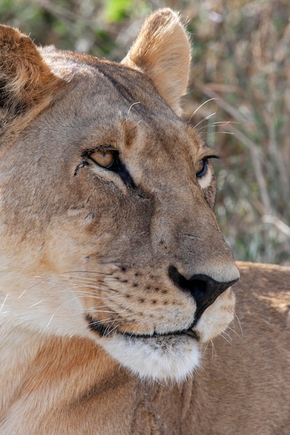 Leona Panthera leo Botswana