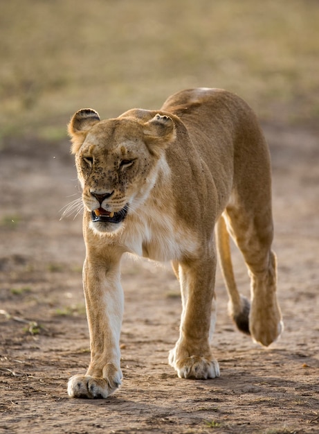 Leona va a la sabana. Parque Nacional. Kenia. Tanzania. Masai Mara. Serengeti.