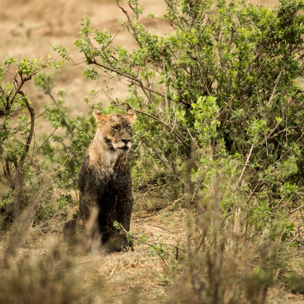 Leona sucia sentada, Serengeti, Tanzania, África