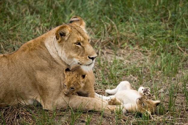 Leona y sus cachorros en Serengeti, Tanzania, África