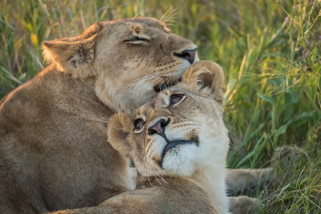 Foto leonas relajándose en el campo