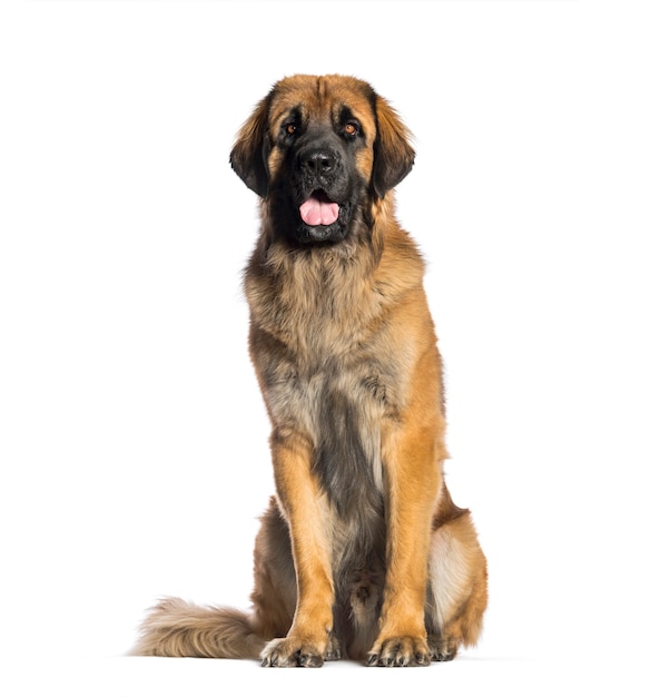 Leonberger, 2 años de edad, sentado frente a un fondo blanco