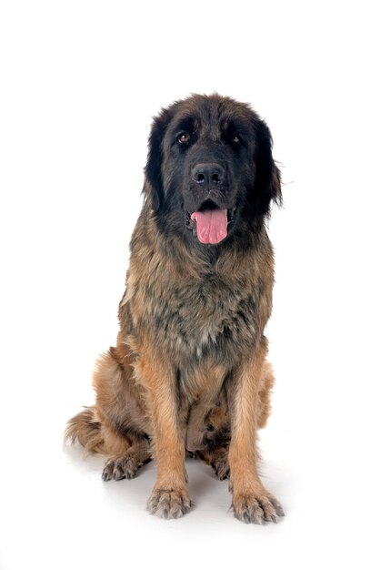Leonberger im Studio