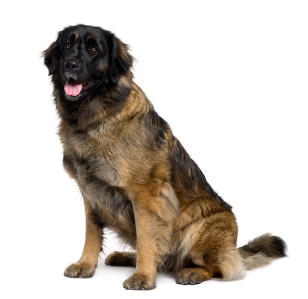 Leonberger Jahr