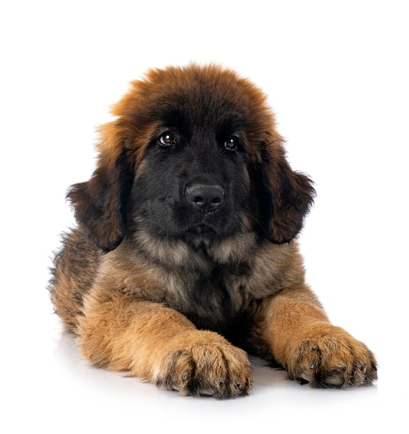 Leonberger joven delante de un fondo blanco