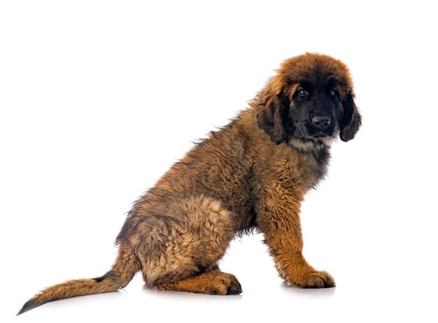 Leonberger joven delante de un fondo blanco