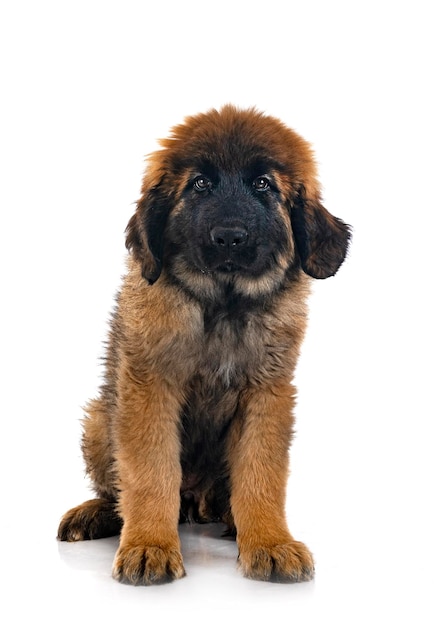 Leonberger joven delante de un fondo blanco