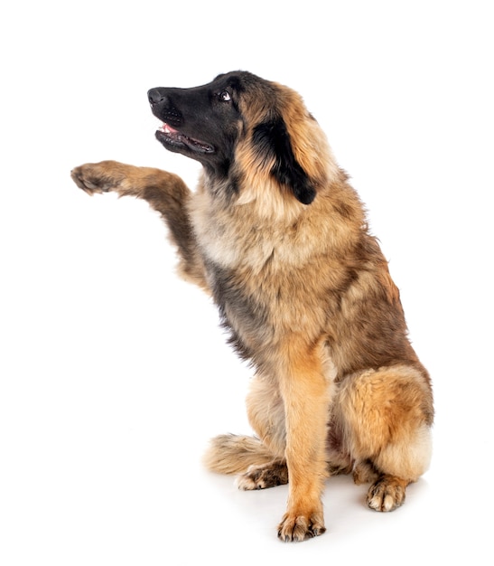 Leonberger joven y mujer delante de un fondo blanco