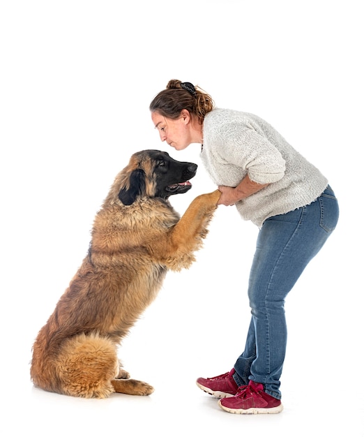 Leonberger joven y propietario delante de un fondo blanco