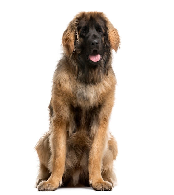 Leonberger sentado em frente a uma parede branca