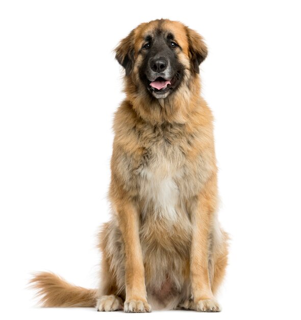 Leonberger sitzt vor einer weißen Wand