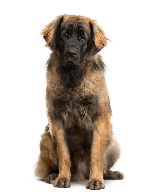 Leonberger sitzt vor einer weißen Wand