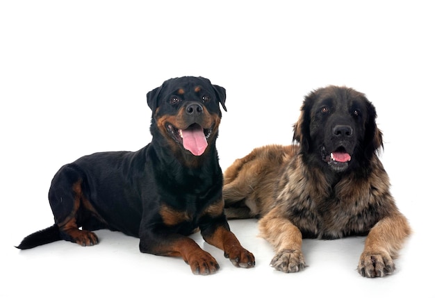 Leonberger und Rottweiler vor weißem Hintergrund
