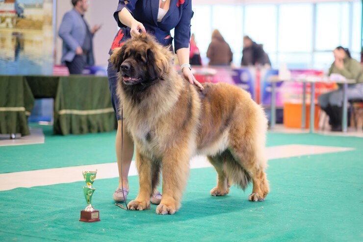 Leonberger Zuchthund auf der Hundeschau neben dem Champion Cup
