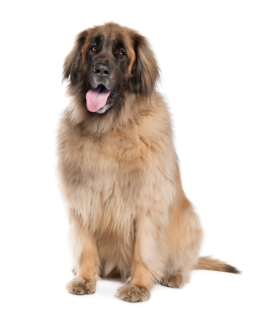 Leonberger