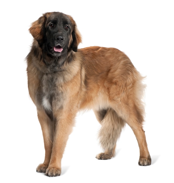 Foto leonberger