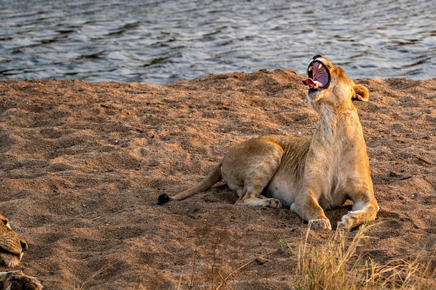 Leones apareándose en el parque kruger sudáfrica