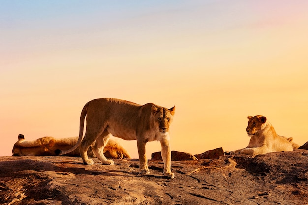 Leones en Kenia durante la puesta de sol