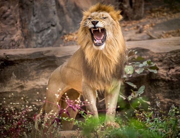 Los leones machos rugen, de pie en el entorno natural del zoológico.