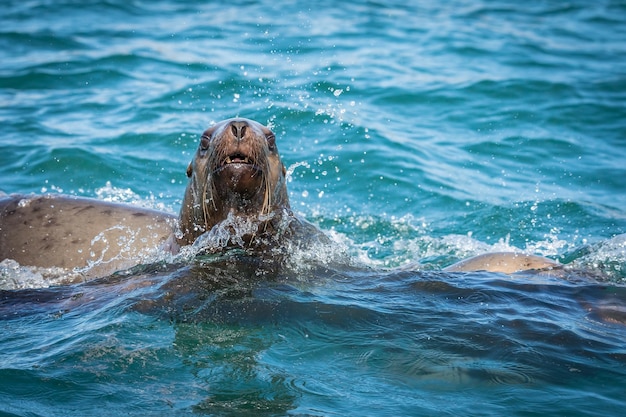 Foto leones marinos en el mar