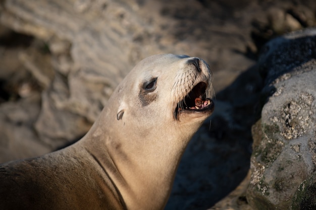 Leones marinos en el océano. Colonia de lobos marinos, arctocephalus pusillus.