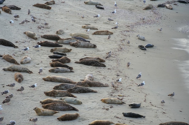 Leones marinos en una playa con gaviotas