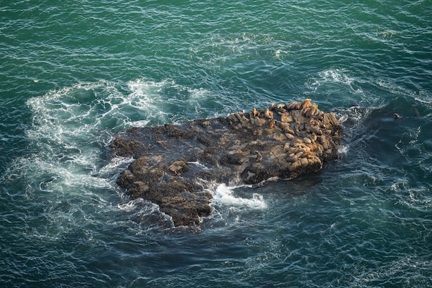 Leones marinos en Point Reyes California, EE.UU.