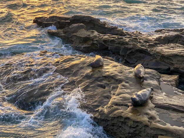 Leones marinos en una roca junto al mar