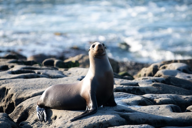 Leones marinos en las rocas en san diego, california