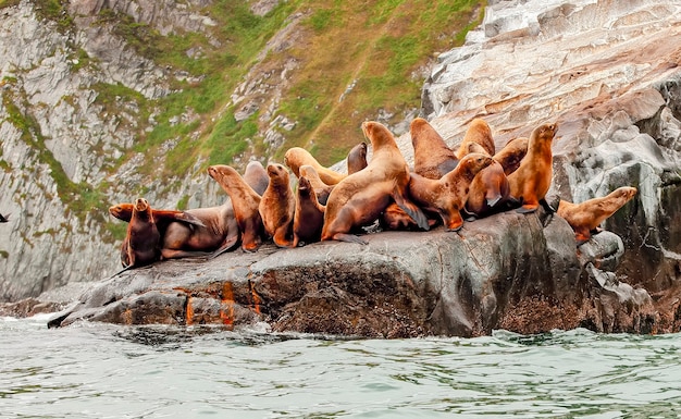 Los leones marinos de Rookery Steller. Isla en el Océano Pacífico cerca de la Península de Kamchatka.