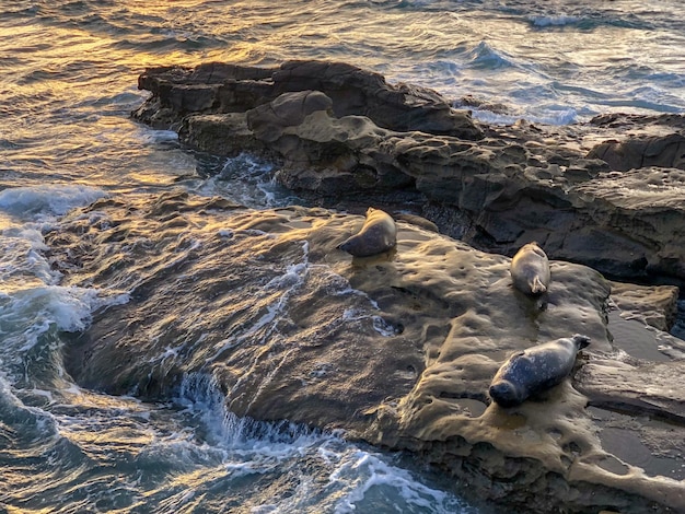 Leones marinos sobre una roca al atardecer