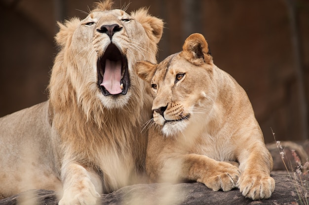 Leones masculinos y femeninos