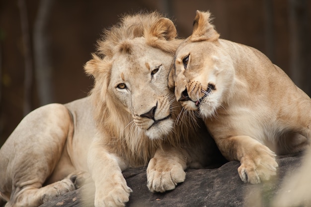 Leones masculinos y femeninos