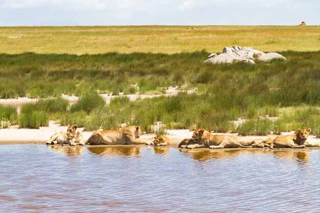 Leones perezosos del Serengeti. Cerca del agua y cerca de la presa. Tanzania, África