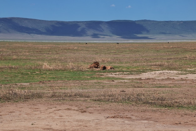 Leones en un safari en África