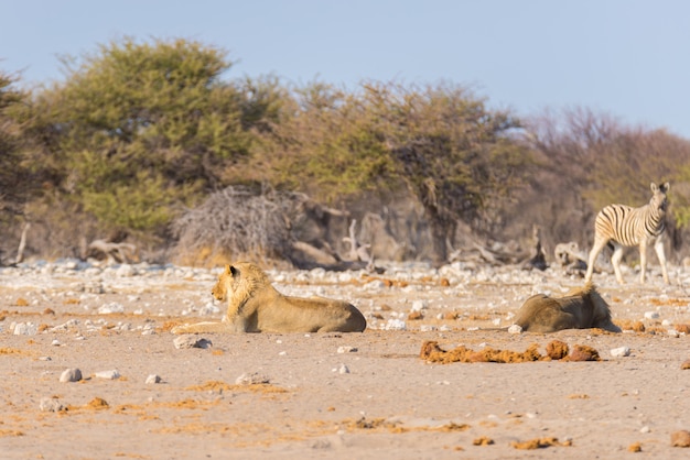 Leones tumbados en el suelo.