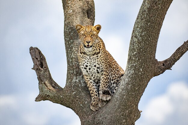 Leopard am Baum