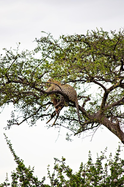 Leopard auf dem Baum mit totem Impala im Masai Mara National Reserve Kenia