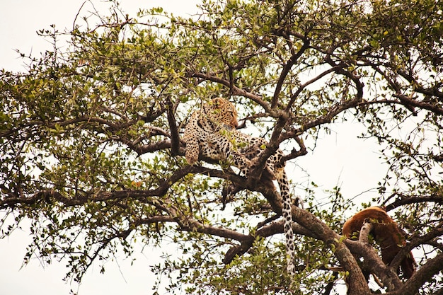 Leopard auf dem Baum mit totem Impala im Masai Mara National Reserve Kenia