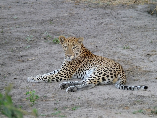 Leopard auf der Safari im Chobe-Nationalpark, Botswana, Afrika